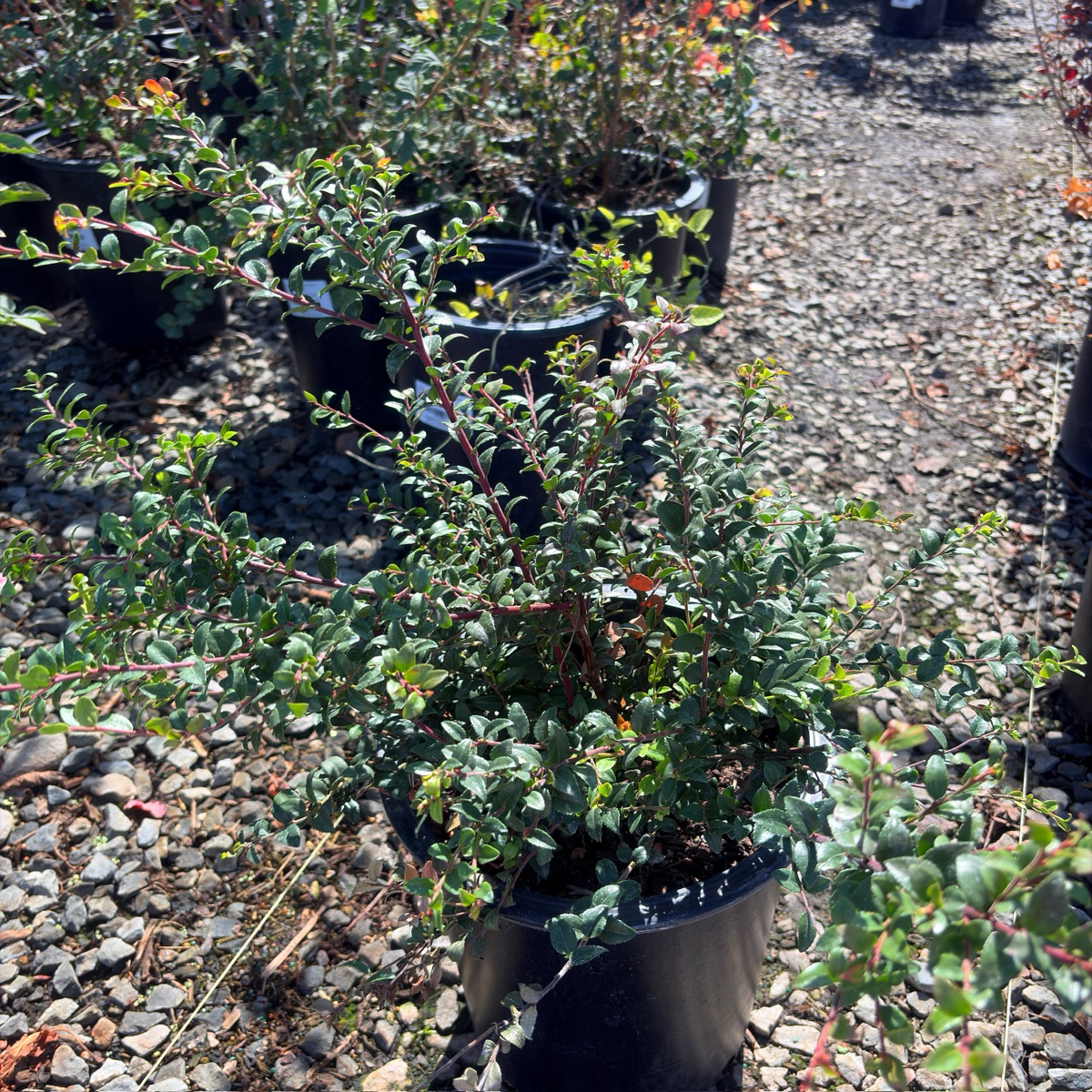 Evergreen Huckleberry