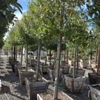 Compacta Carolina Cherry Laurel
