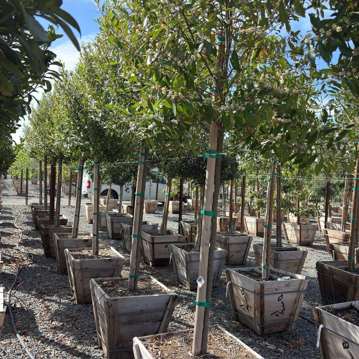Compacta Carolina Cherry Laurel