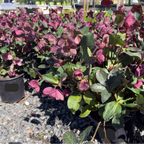 Anna's Red Helleborus