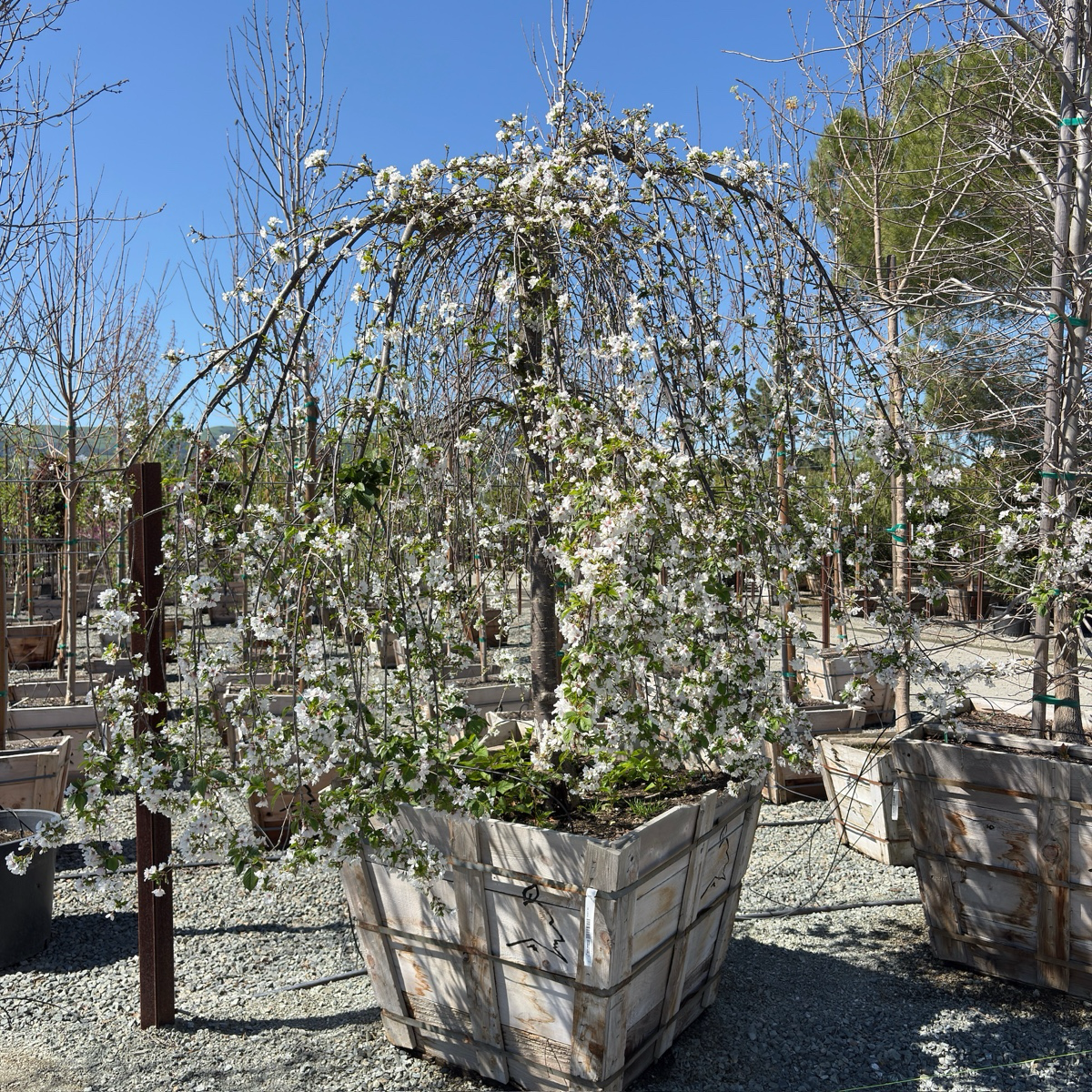 Snow Fountains Weeping Flowering Cherry