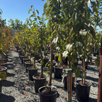 More-in-One Cherry Tree