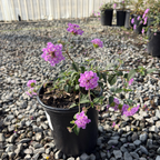 Purple Trailing Lantana