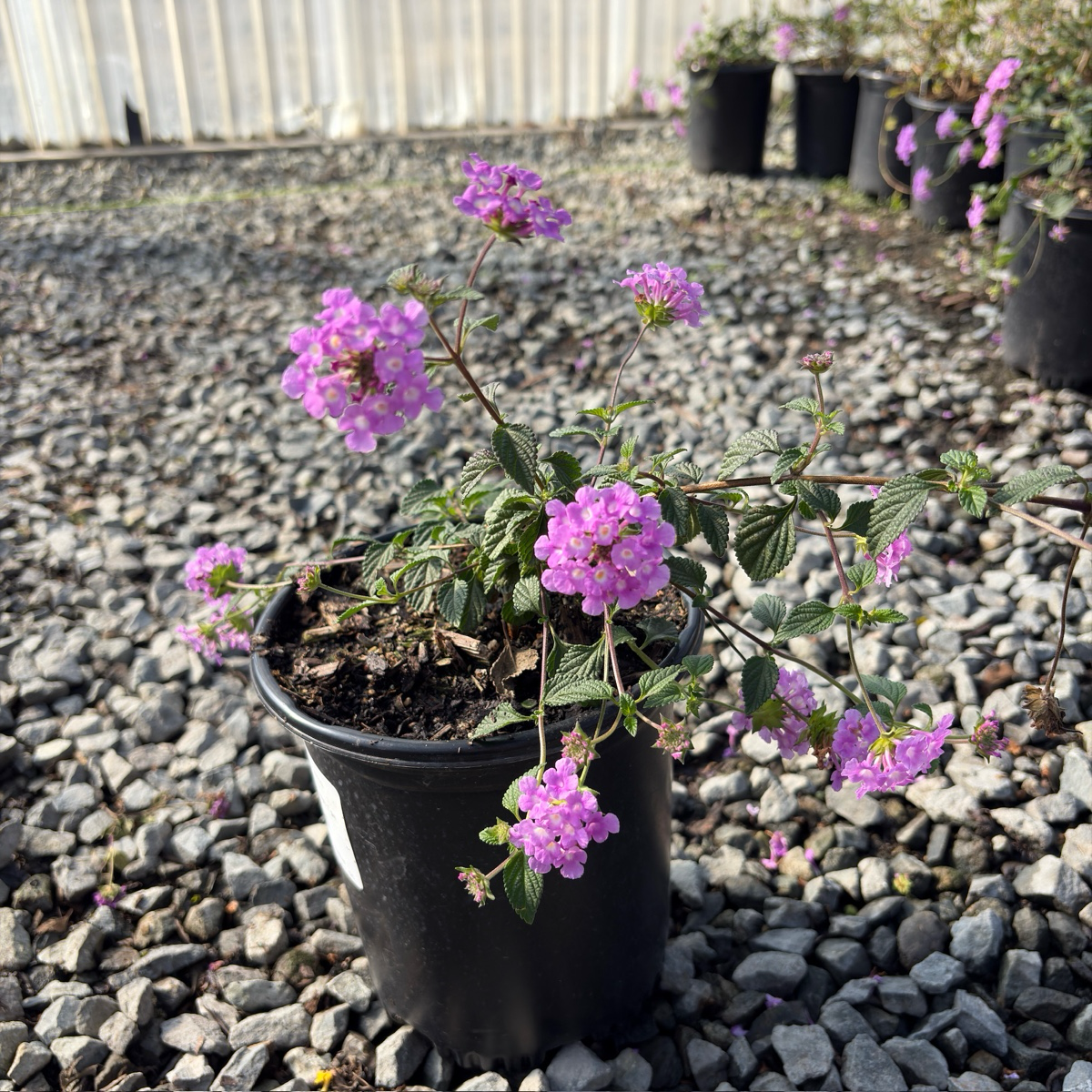Purple Trailing Lantana