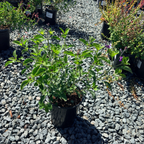 Blue Velvet Sage