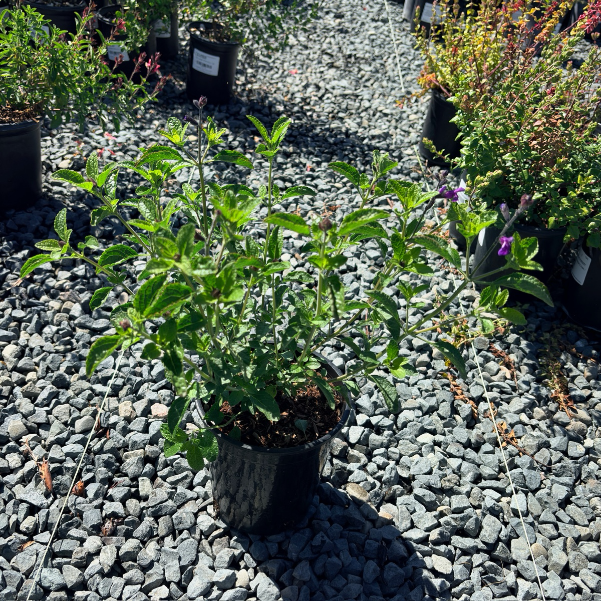Blue Velvet Sage