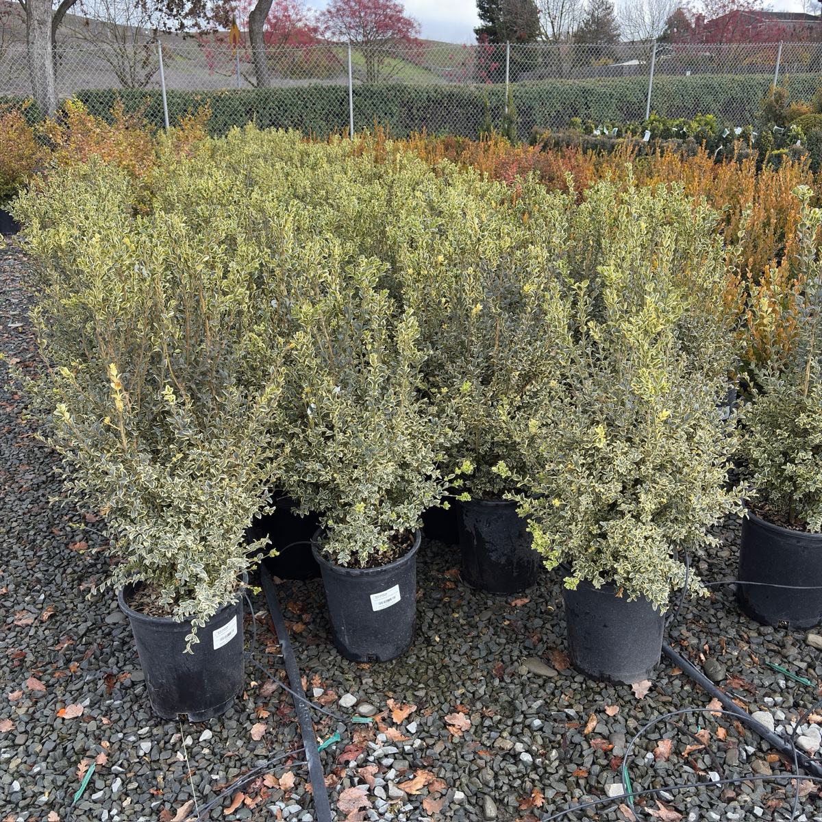 Variegated Common Boxwood