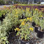 Jerusalem Sage