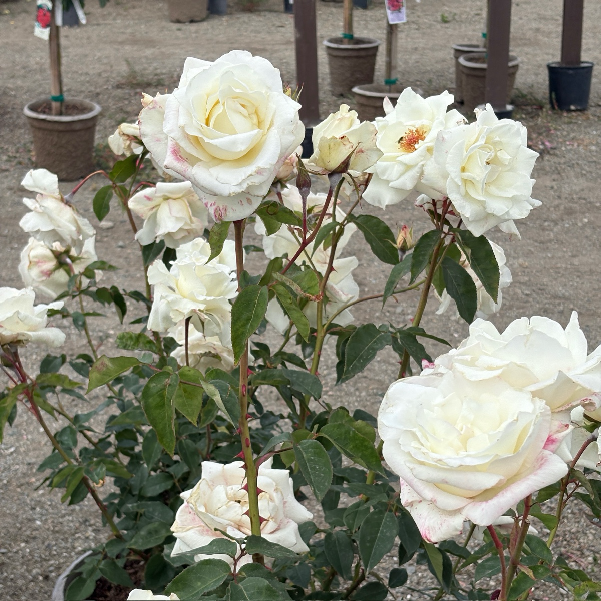 John F. Kennedy Rose