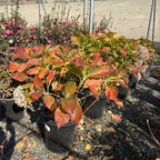 Ayesha Bigleaf Hydrangea