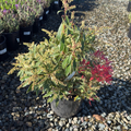 Flaming Silver Japanese Andromeda
