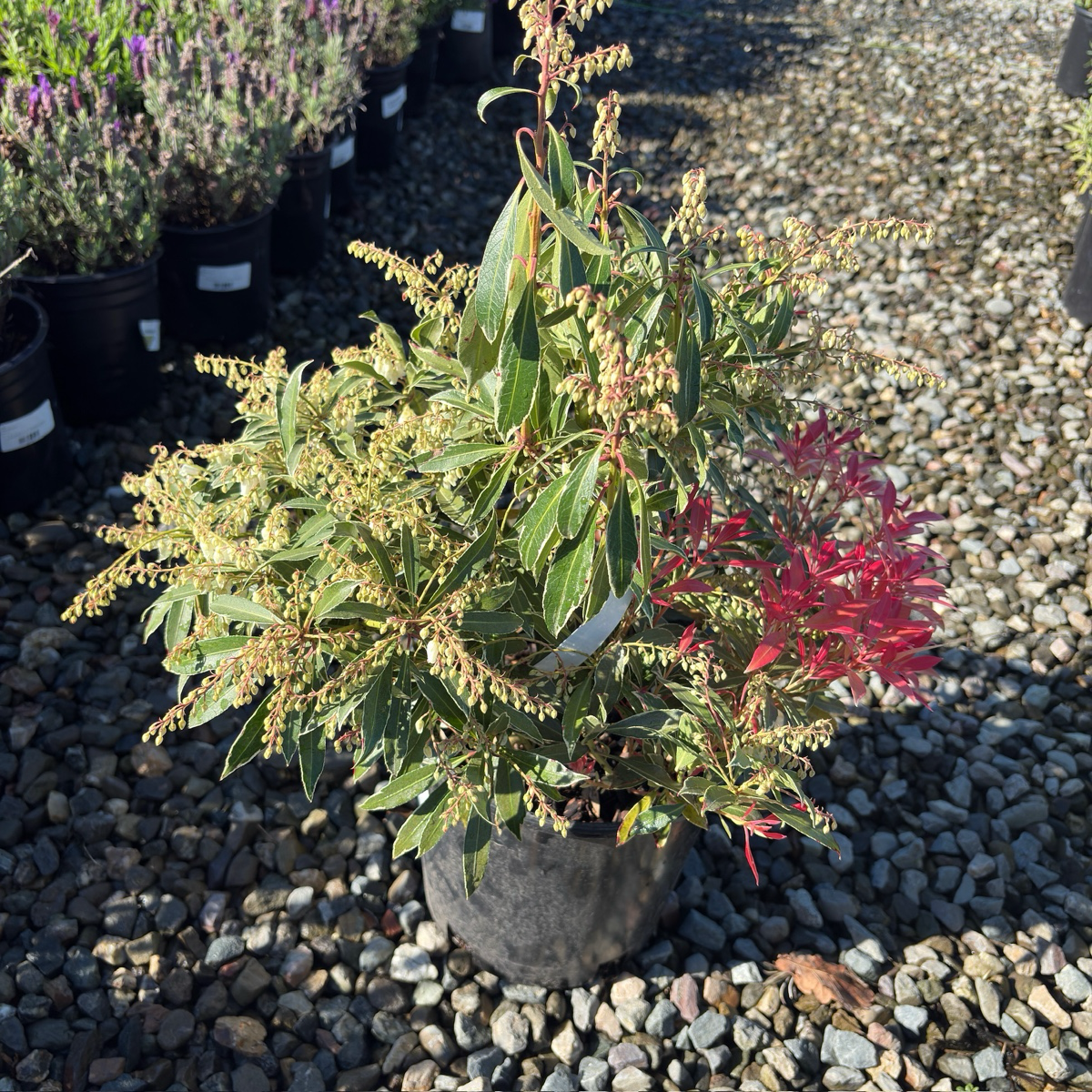 Flaming Silver Japanese Andromeda