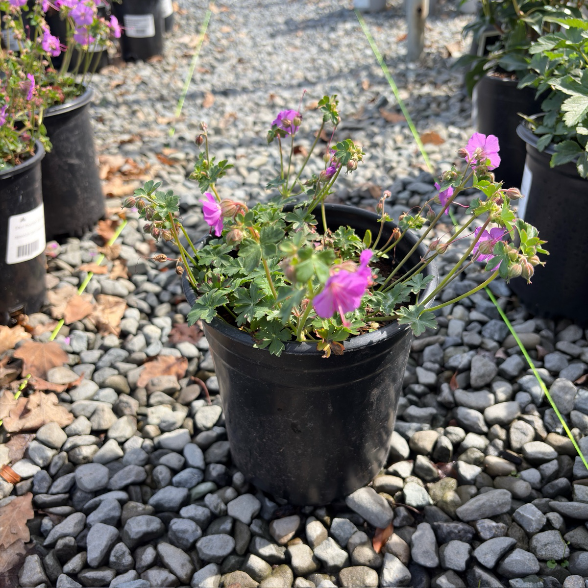Biokovo Cranesbill, Hardy Geranium