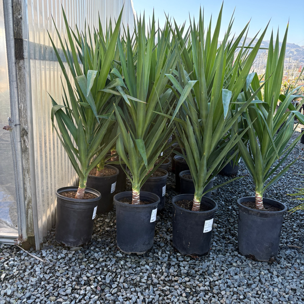 Spineless Giant Yucca