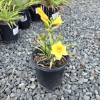 Happy Returns Daylily