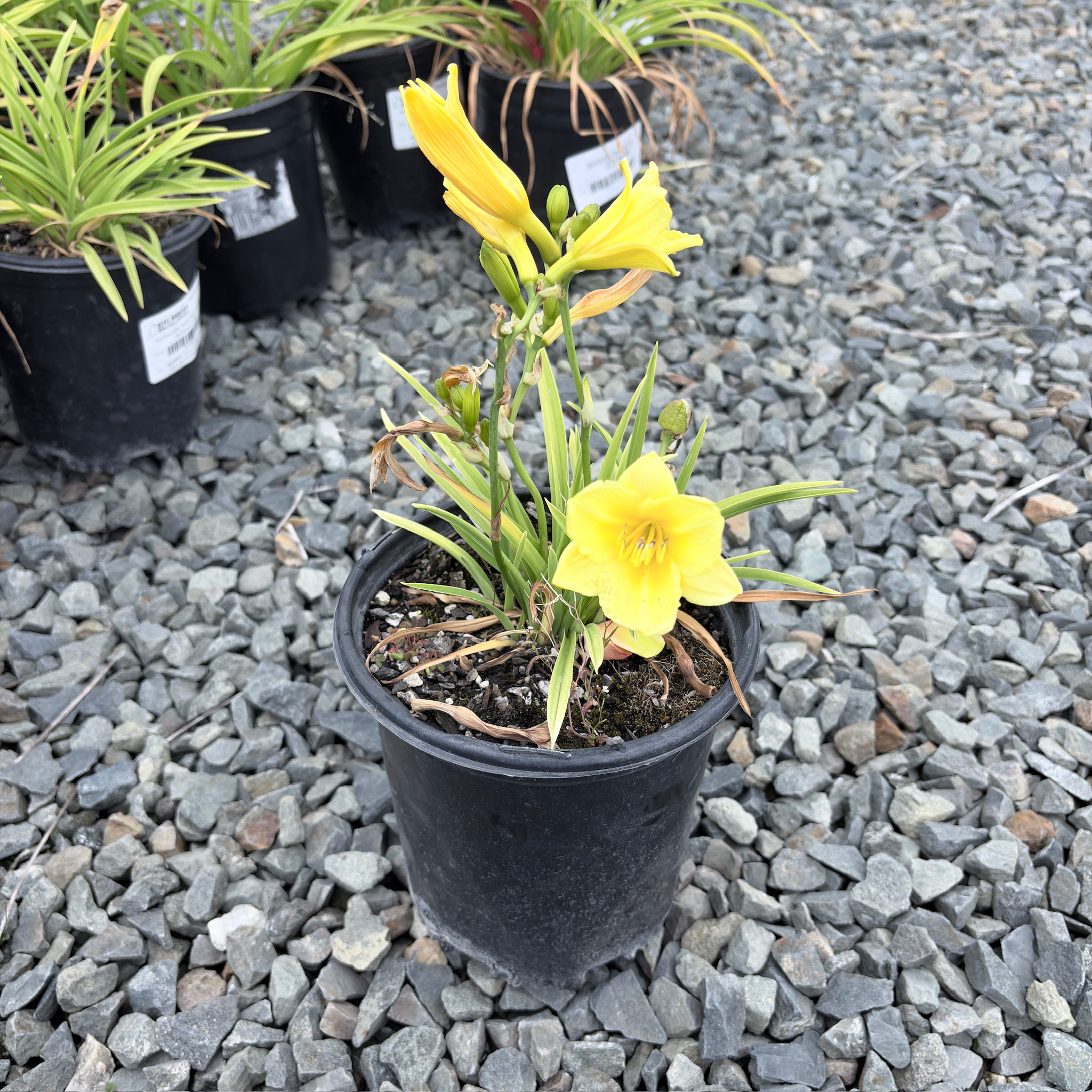 Happy Returns Daylily