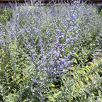 Russian Sage