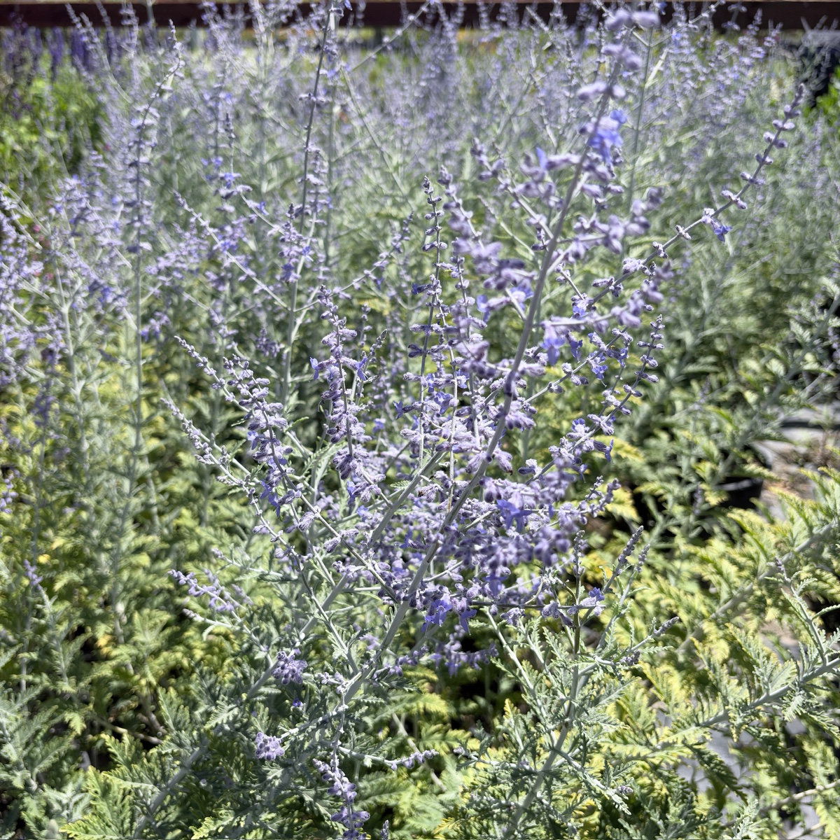 Russian Sage
