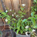 Angel Wing Jasmine