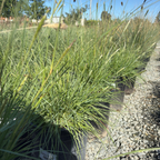 Slender Veldt Grass