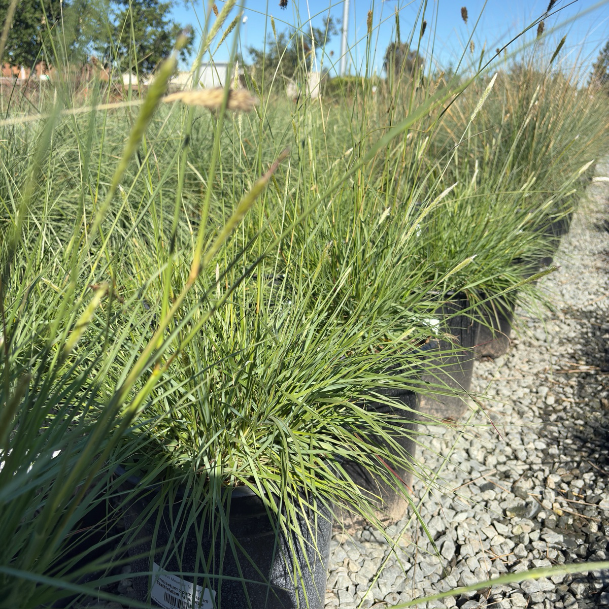 Slender Veldt Grass