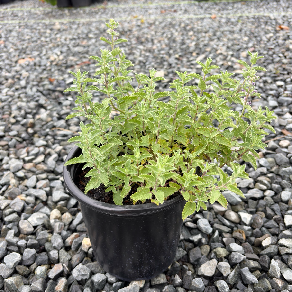 Junior Walker Catmint