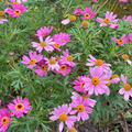 Lolly Marguerite Daisy