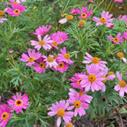 Lolly Marguerite Daisy