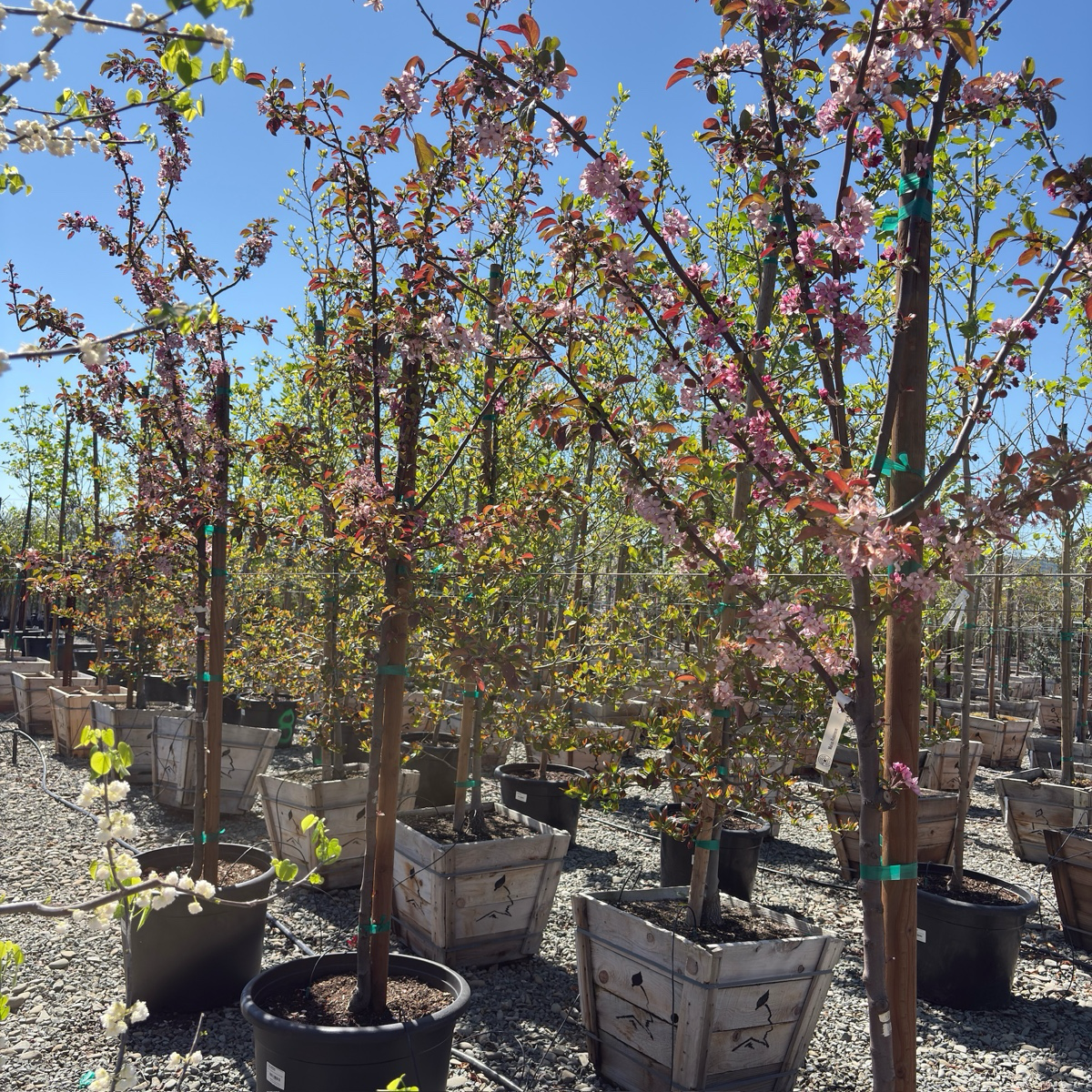 Robinson Flowering Crabapple