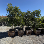Tahoe Gold Mandarin Tree