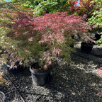 Crimson Queen Lace Japanese Maple