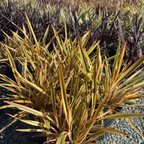 Golden Ray New Zealand Flax