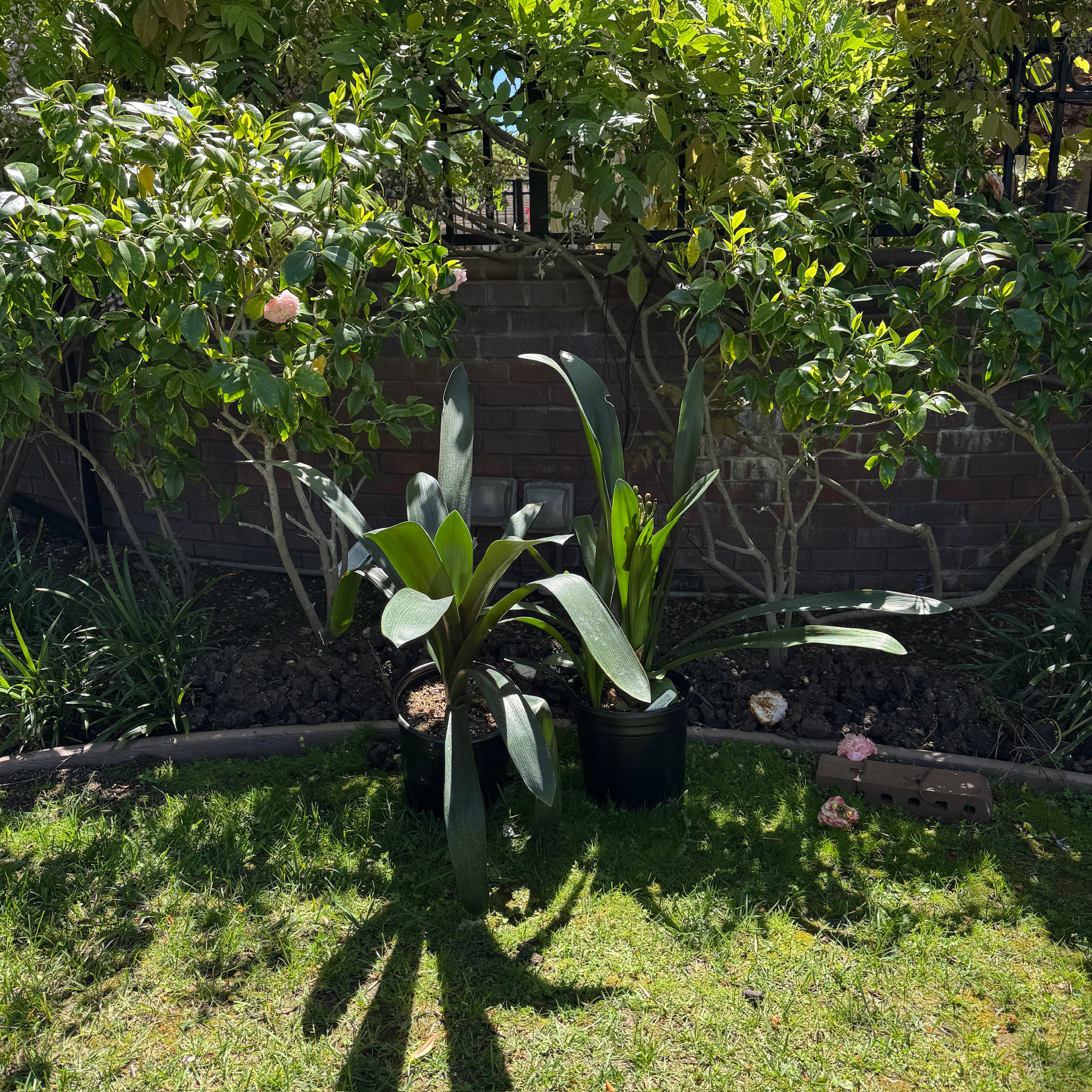 Yellow Belgian Hybrid Bush Lily