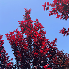 Krauter Vesuvius Flowering Plum