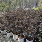 Black Lace Black Elder