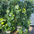Green Showers Boston Ivy