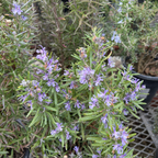 Barbeque Rosemary