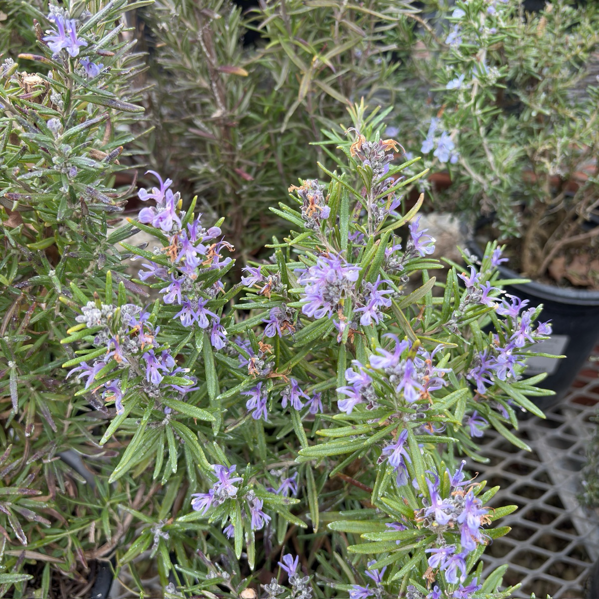 Barbeque Rosemary