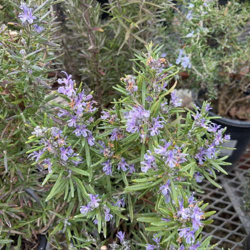 Barbeque Rosemary