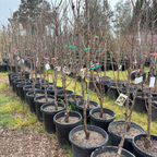 Emerald Beaut Japanese Plum