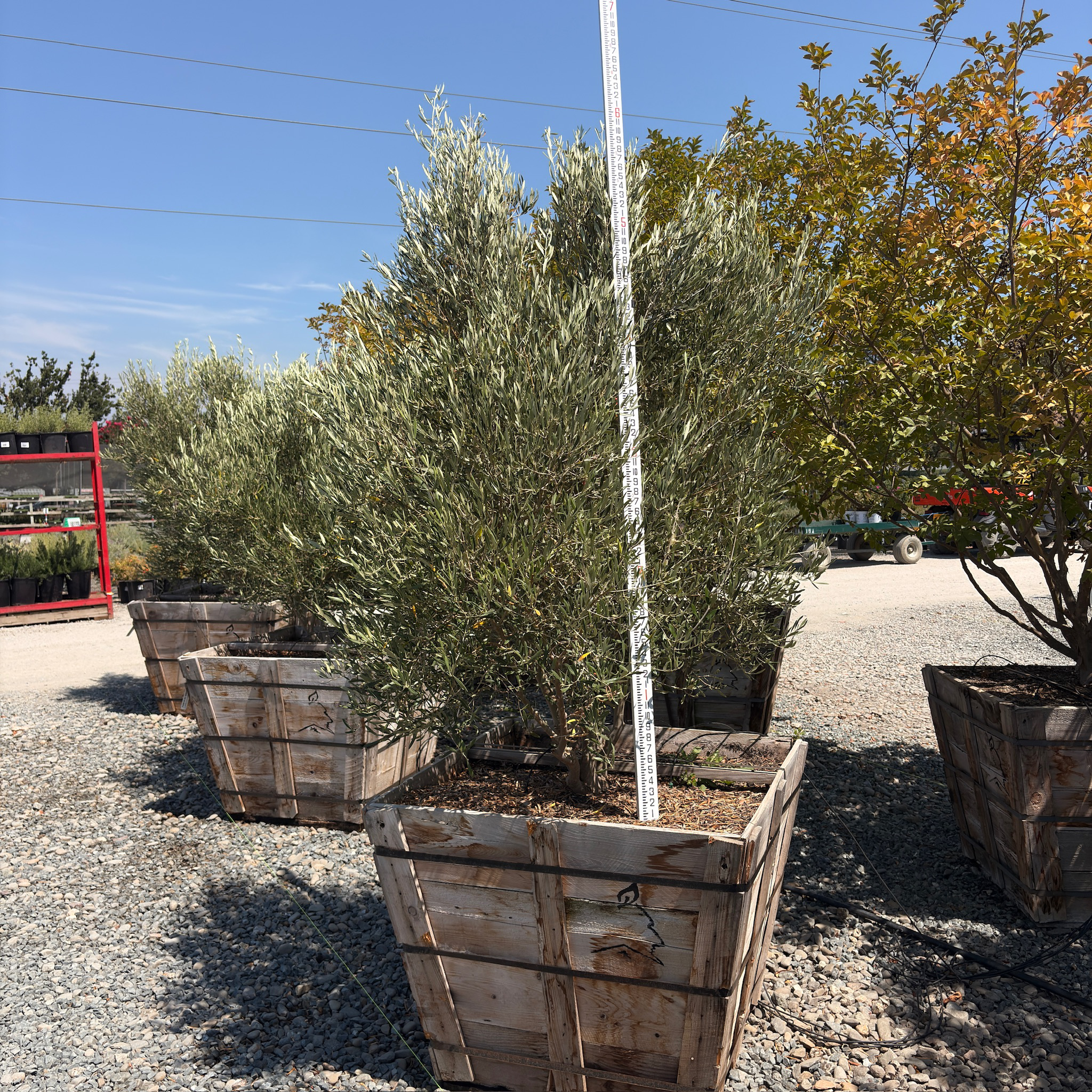 Majestic Beauty Olive Tree
