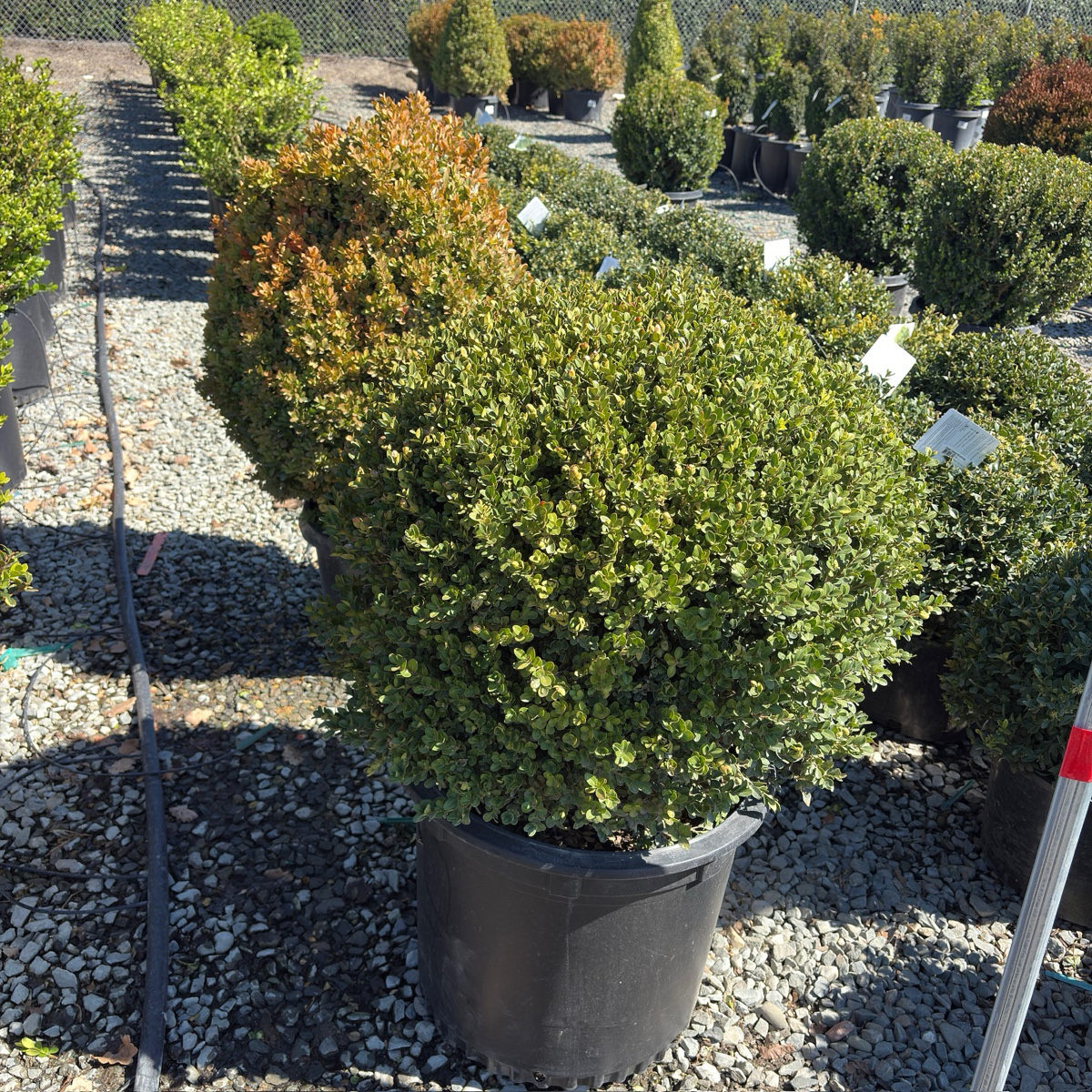 Green Beauty Boxwood
