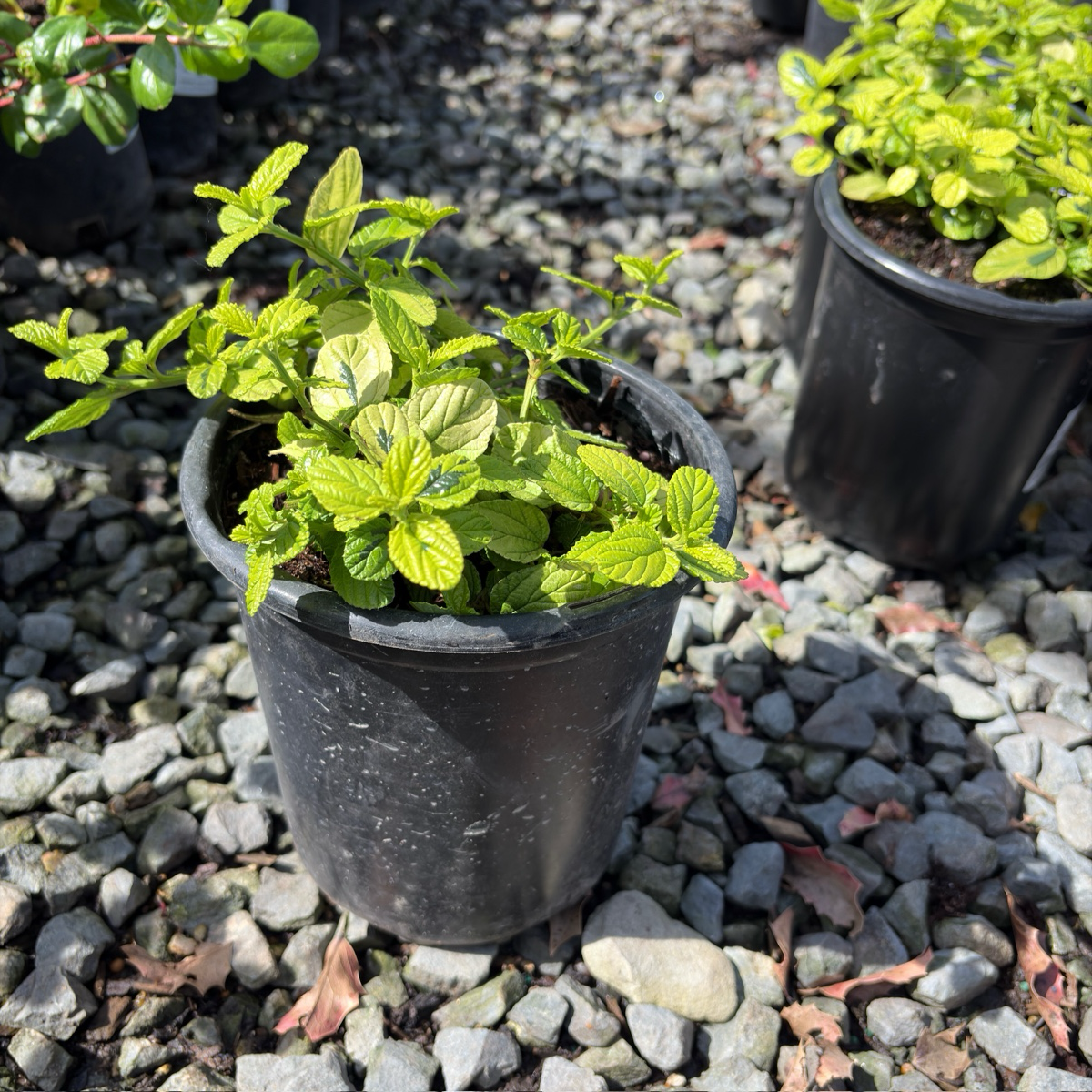 Variegated Carmel Creeper California Lilac
