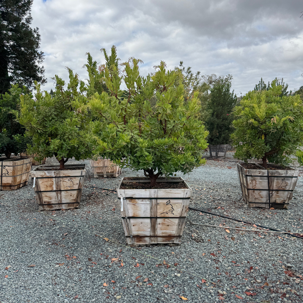 Marina Strawberry Tree