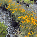 Mountan Marigold