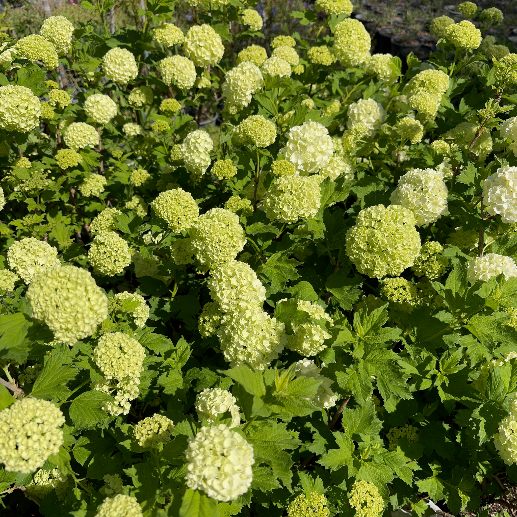 Eastern Snowball