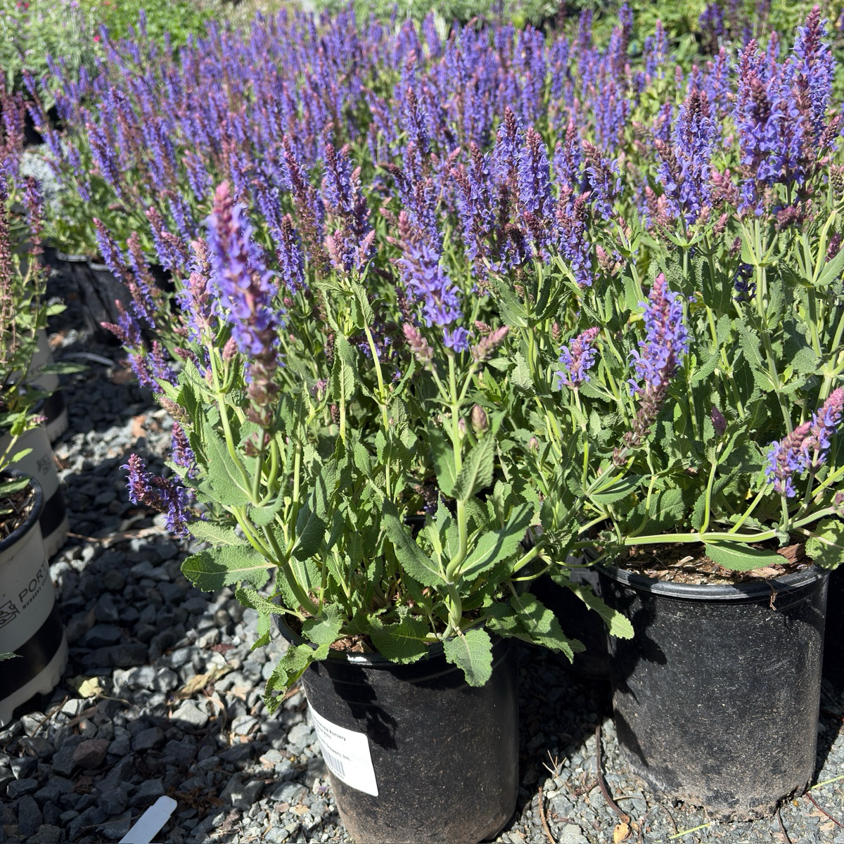 Blue Hill Meadow Sage