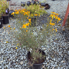 Mountan Marigold