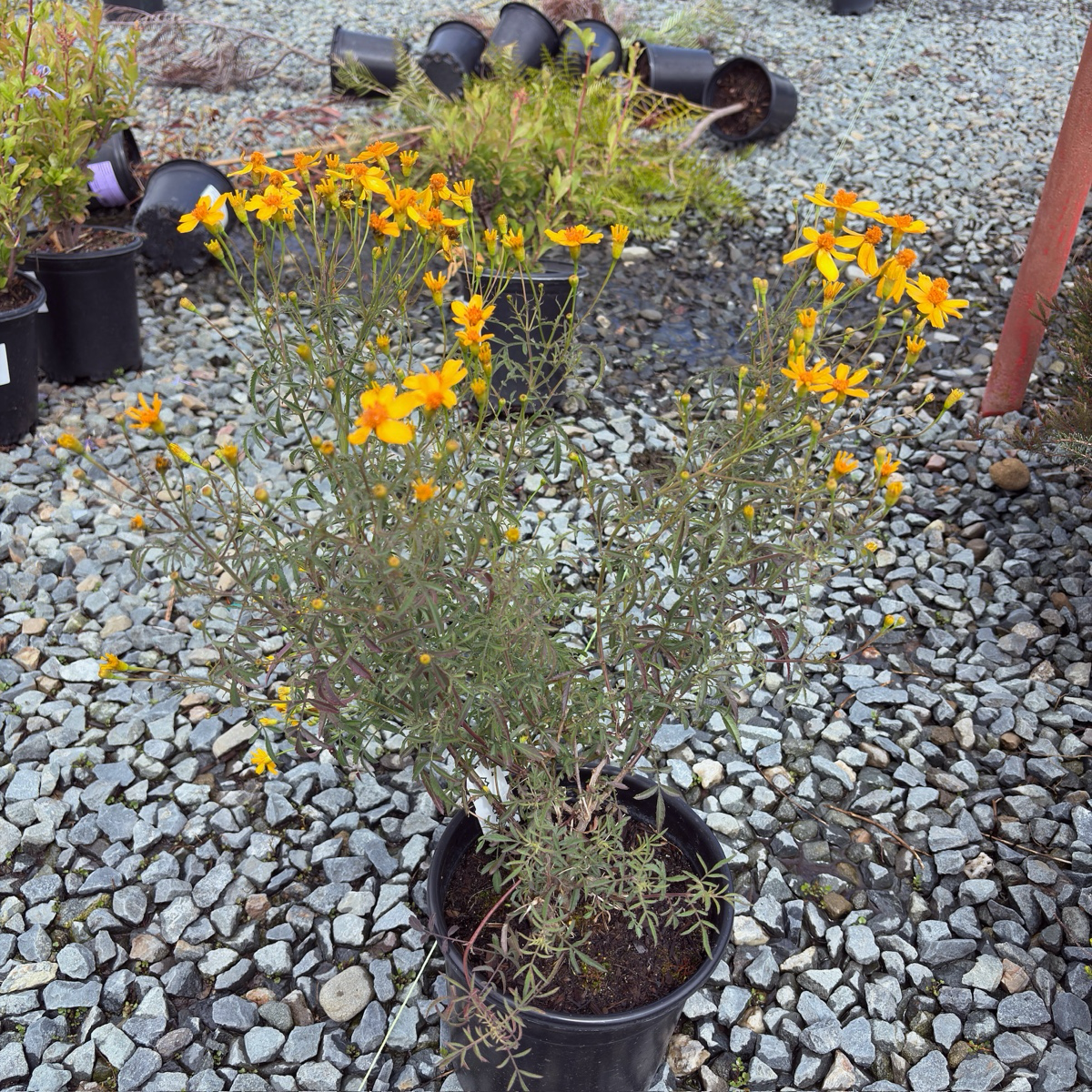 Mountan Marigold