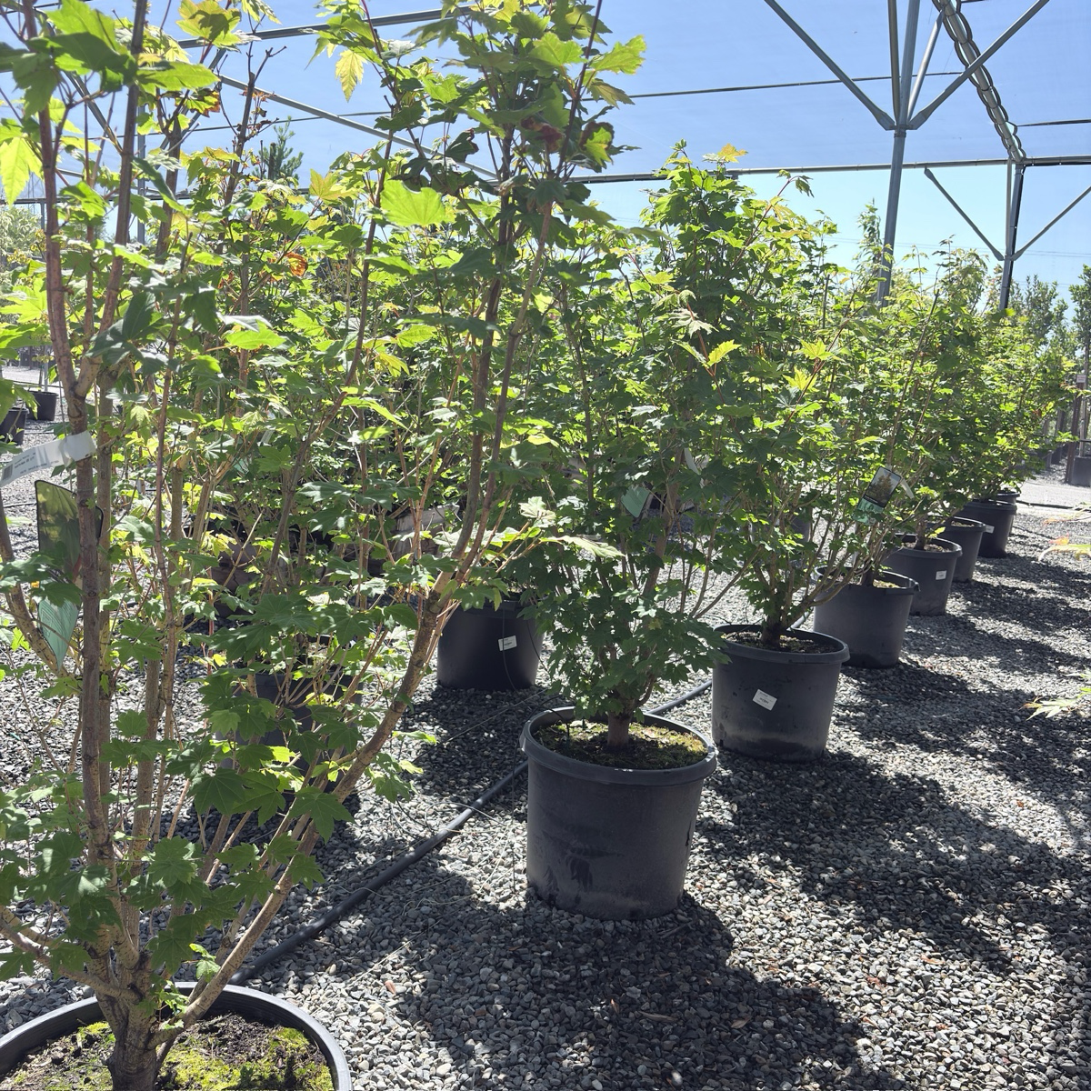 Pacific Fire Vine Maple